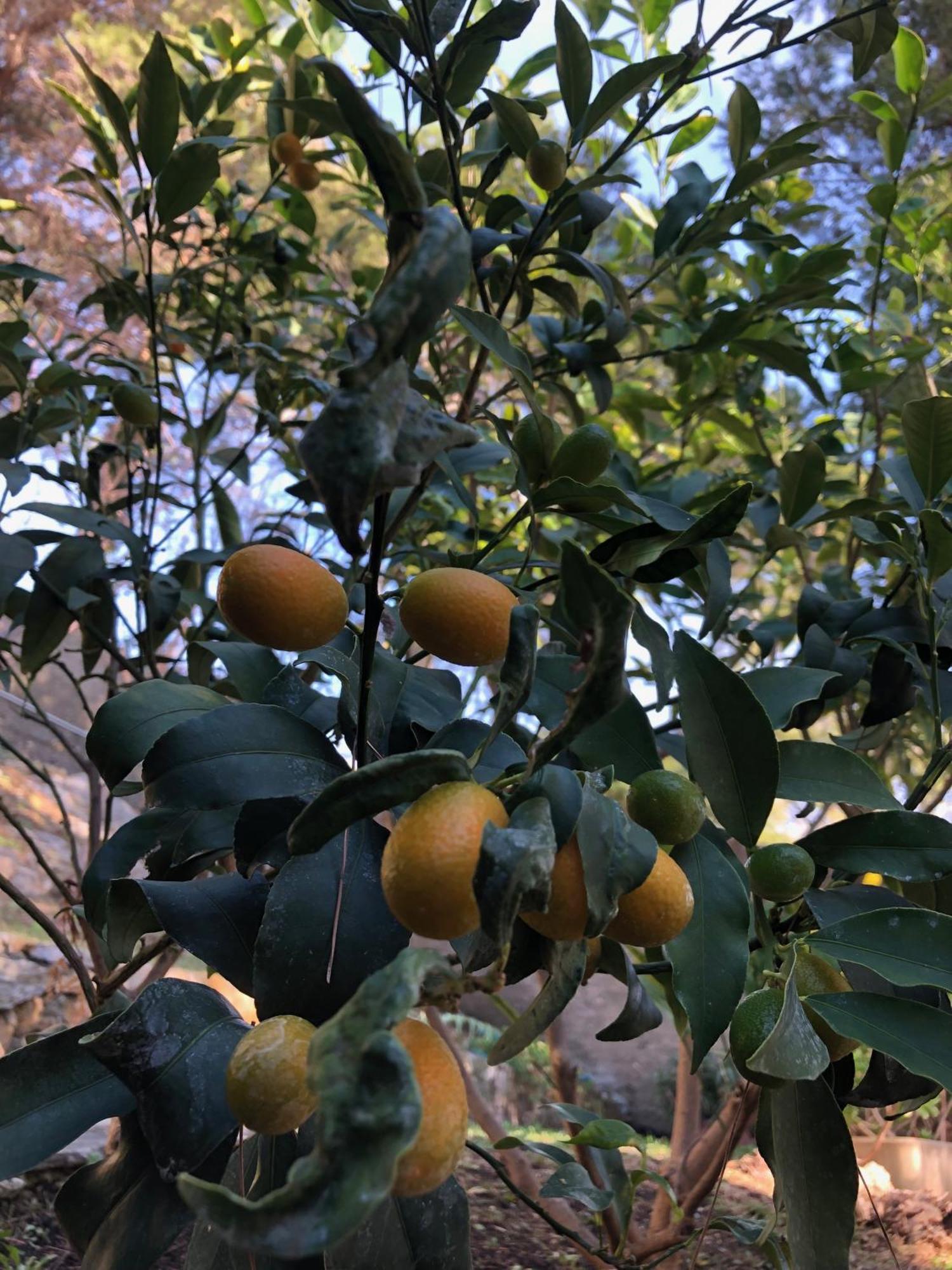 Appartamenti La Pineta Marina dʼMarina dʼAndora Exterior foto